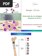 Sangue_protocolo.pptx