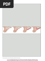 Lip Tooth Ridge Classification