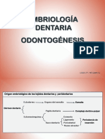 13-Embriología Dentaria 2019.ppsx