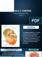 Ureteryvejiga 151202153536 Lva1 App6892