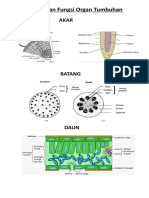 Struktur Organ Tumbuhan KLS 8