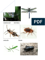 Slike Insekata