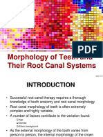 Morphology of Root Canal Pulp Seminarr
