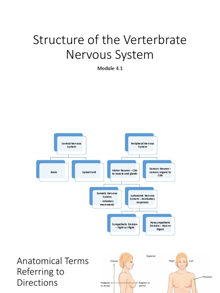 Structure of The Verterbrate Nervous System | PDF