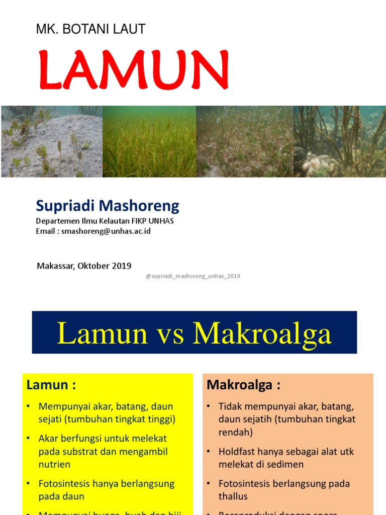 Morfologi dan Identifikasi Lamun | PDF