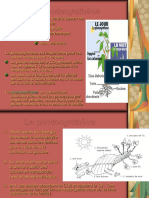 Photosynthèse Pps