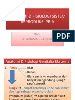 Anatomi & Fisiologi Sistem Reproduksi Pria