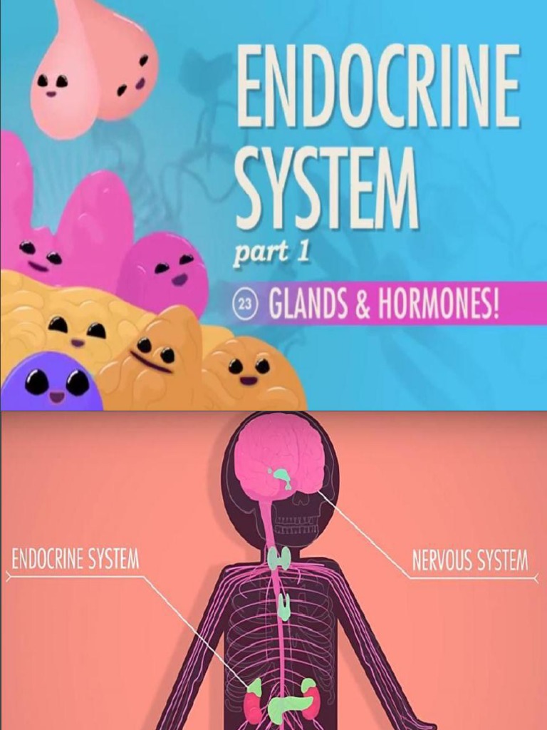 ppt-lecture-on-endocrine-system-overview-powerpoint-presentation
