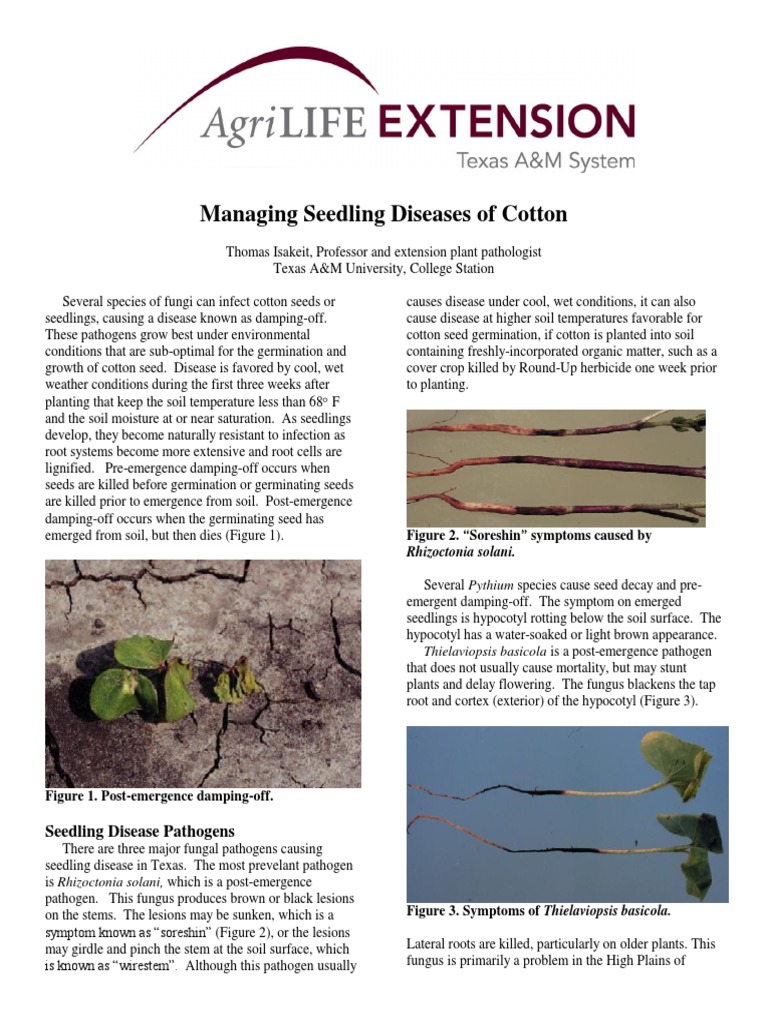 Management of Seedling Diseases of Cotton - 2016 | PDF
