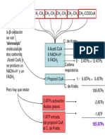 Beta oxidación C15.ppt