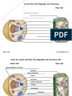 Plant and Animal Worksheet 1