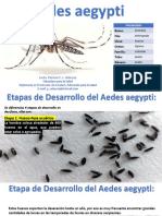 Aedesaegypti 170913202012