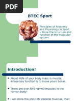 BTEC Sport - Anatomy - Muscle Groups