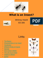 Insect PPT 1208991350403338 8