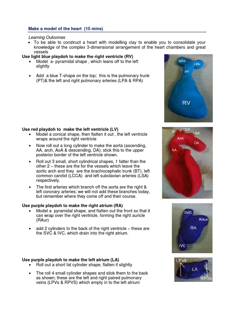 Build a Heart Model with Clay | PDF | Foreign Language Studies | History