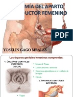 Anatomía femenina