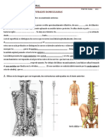 Anatomía Médula Espinal Actividades