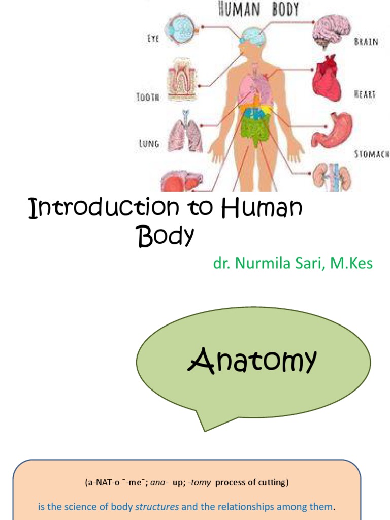 Introduction To Human Body | PDF | Human Body | Stomach