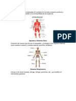 Sistema Muscula1