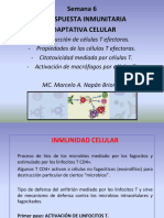 Respuesta inmunitaria adaptativa celular: Activación, diferenciación y funciones de linfocitos T efectoras