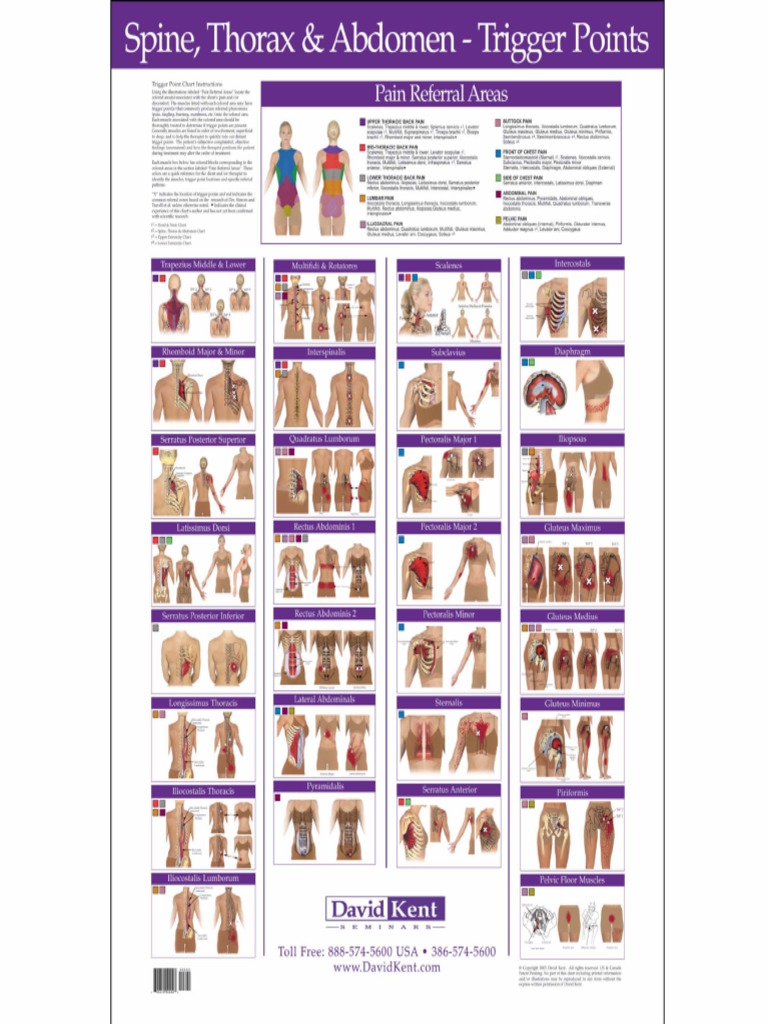 Titik Titik Trigger Point Dry Needling | PDF