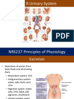 Unit 9 Urinary System NRS237 EEF-MRR