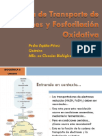 Cadena de Transporte de Electrones PDF