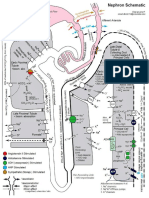 Diuretics Nephrology Schematic Map Tubules Original