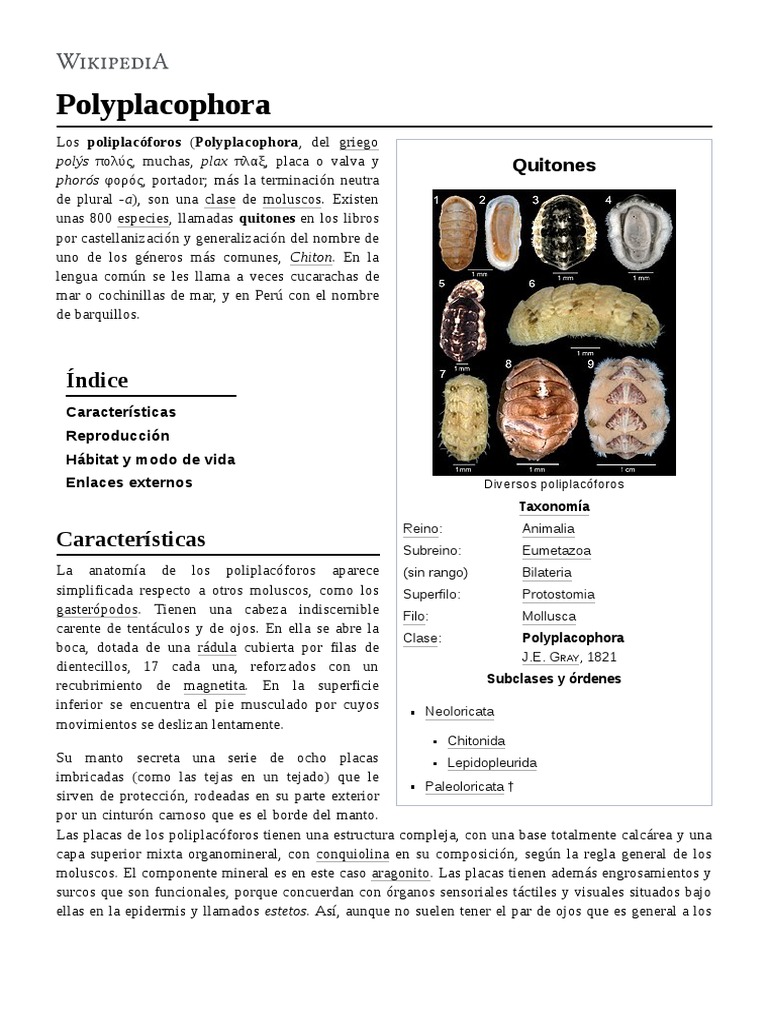 Polyplacophora | PDF