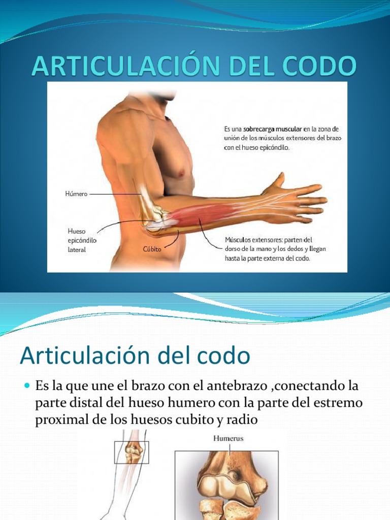 Anatomía y Movimientos del Codo | PDF