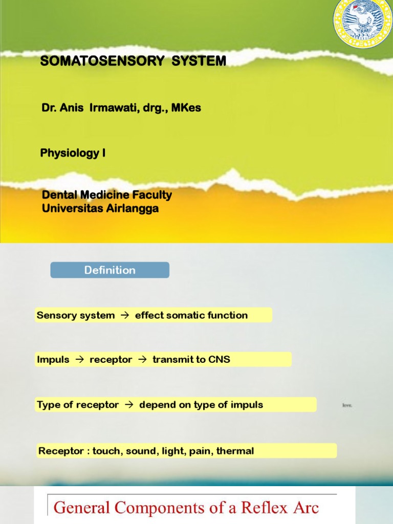 Overview of the Somatosensory System | PDF | Somatosensory System ...