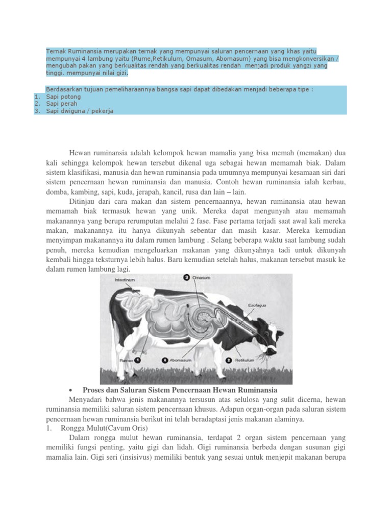 Sistem Pencernaan Ternak Ruminansia | PDF | Sains & Matematika ...