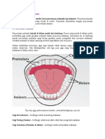 Ringkasan Sistem Pencernaan Manusia