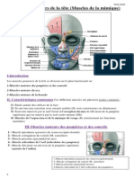 Muscles Peauciers de La Tête