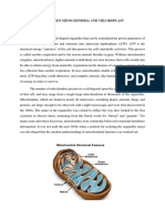 Differences Between Mitochondria and Chloroplast