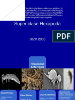 Superclasehexapoda