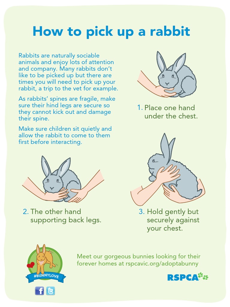 RSPCA How To Pick Up A Rabbit PDF