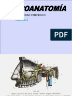 7-Sistema Nervioso Periferico(Trigemino 2)