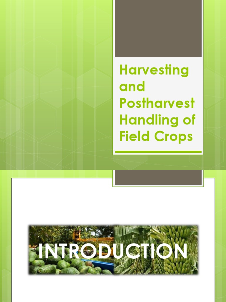 Maturity Indices for Harvesting Crops | PDF | Fruit | Banana