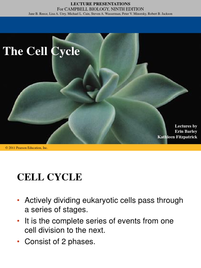 Cell Cycle and Mitosis | PDF | Mitosis | Chromosome