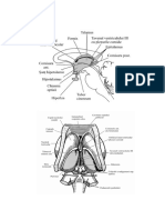 9. cursuri-neuroanatomie.pdf