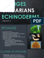 Sponges, Cnidarians, Echinoderms