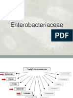 Enterobacteriaceae - Microvet - 13.02.19