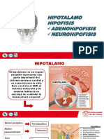 Hipotalamo Hipofisis