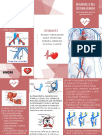 Desarrollo Del Sistema Venoso Folleto