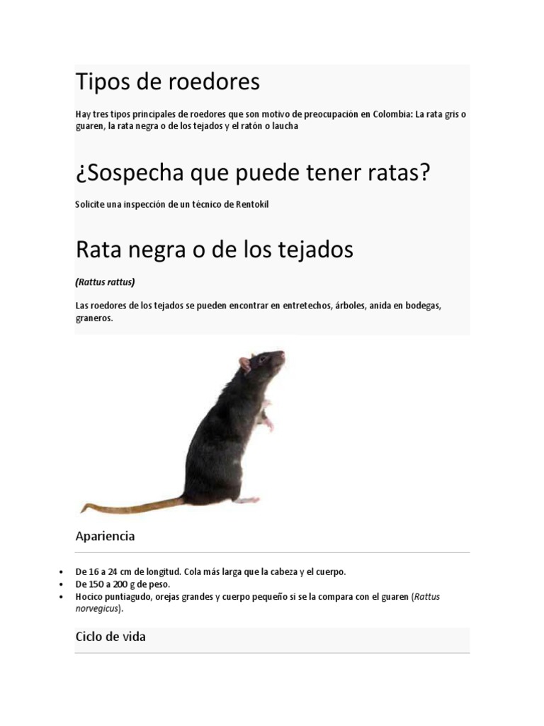 Tipos de Roedores | PDF | Roedor | Organismos