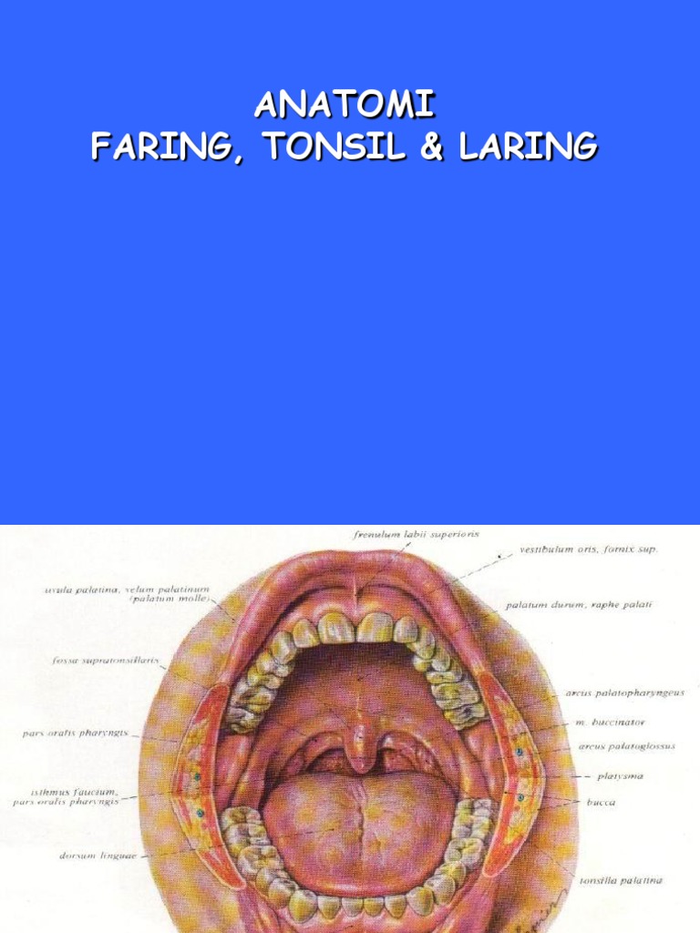 Anatomi Faring Tonsil Laring | PDF