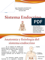 Exposicion Sistema Endocrino