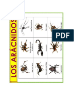 Animales aracnidos e insectos