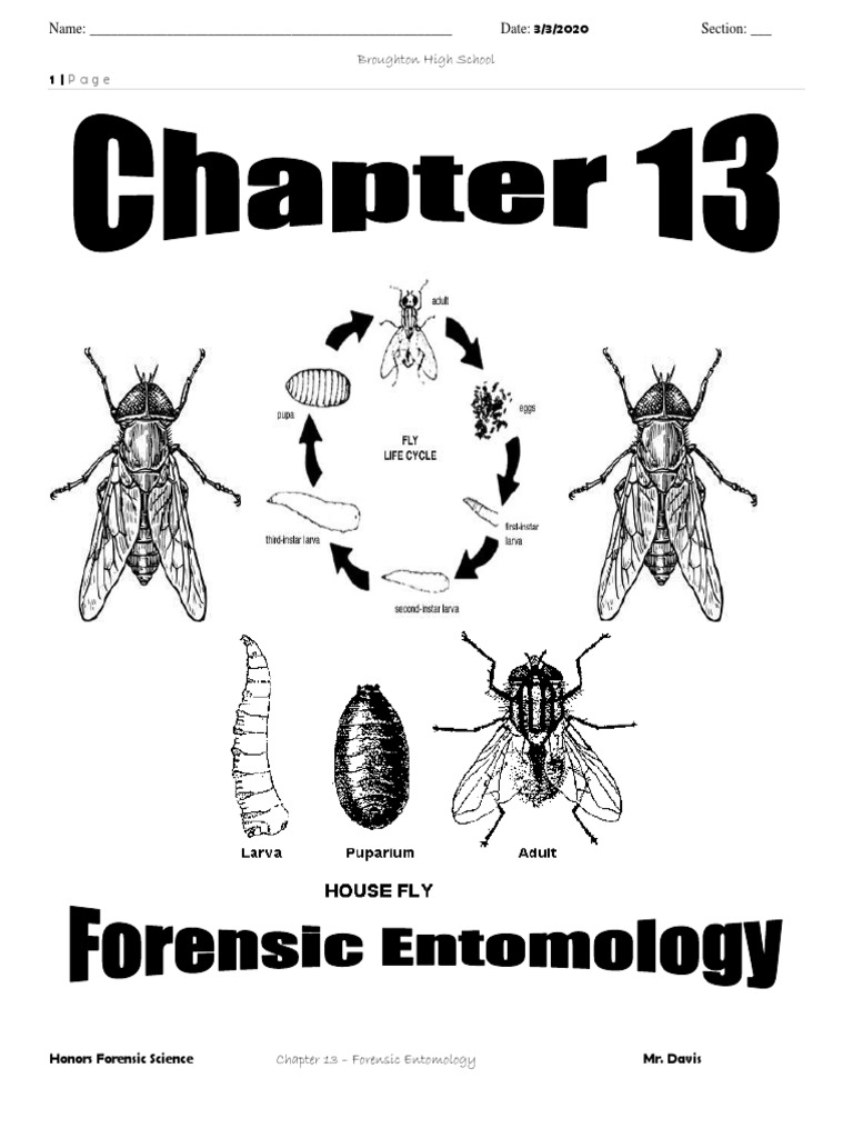Chapter 13 Insect Entomology Worksheets 2020